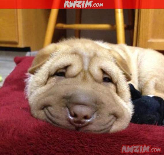 smiley dog